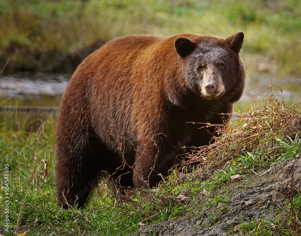 Full image of a cinnamon brown bear looking ahead