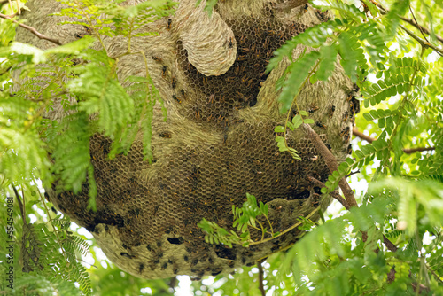 Nest of Honey Wasps photo