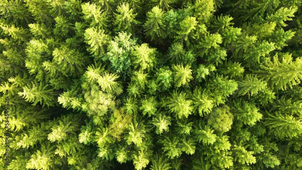Aerial view of green pine forest with dark spruce trees. Nothern woodland scenery from above Aerial view of green pine forest with dark spruce trees. Nothern woodland scenery from above