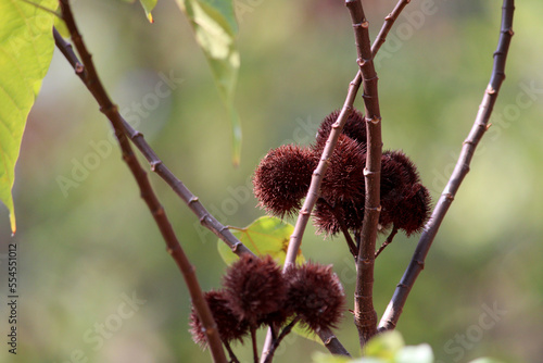 Bixa Orellana Dry Seed Pods, Almatti photo