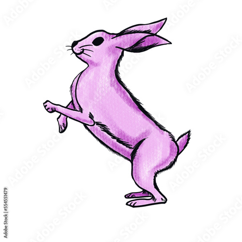 The pink rabbit  png image