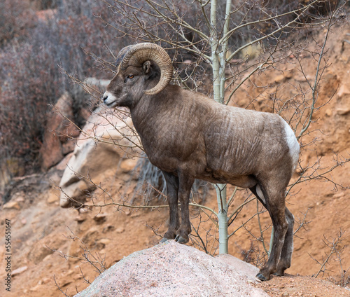 Rocky Mountain Big Horn Sheep standing boulders on a rugged mountain side