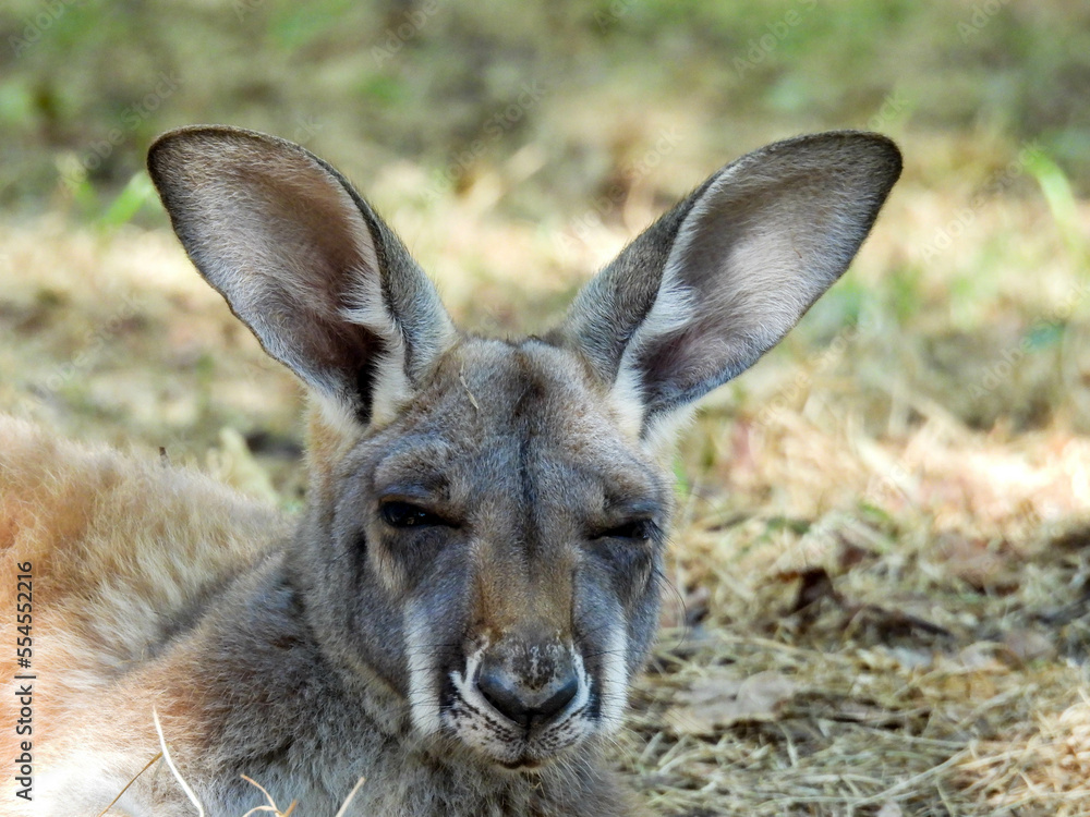 A sleepy kangaroo having a doze