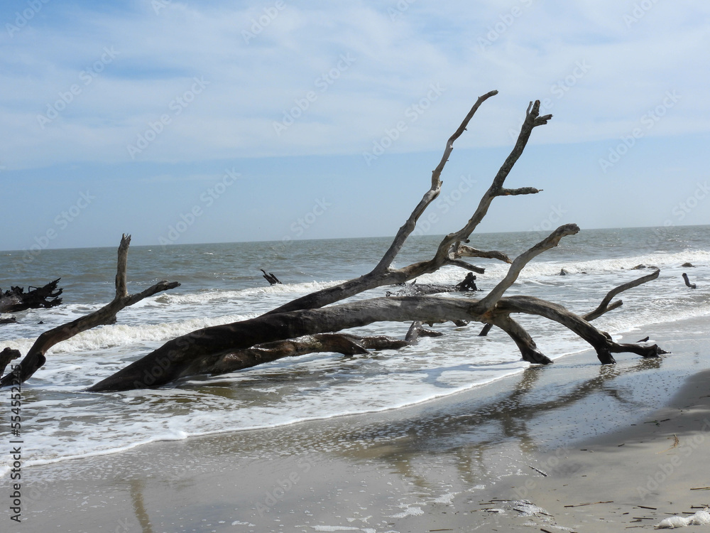 Driftwood on the beach on Jekyll Island, Georgia Driftwood on the beach on Jekyll Island, Georgia