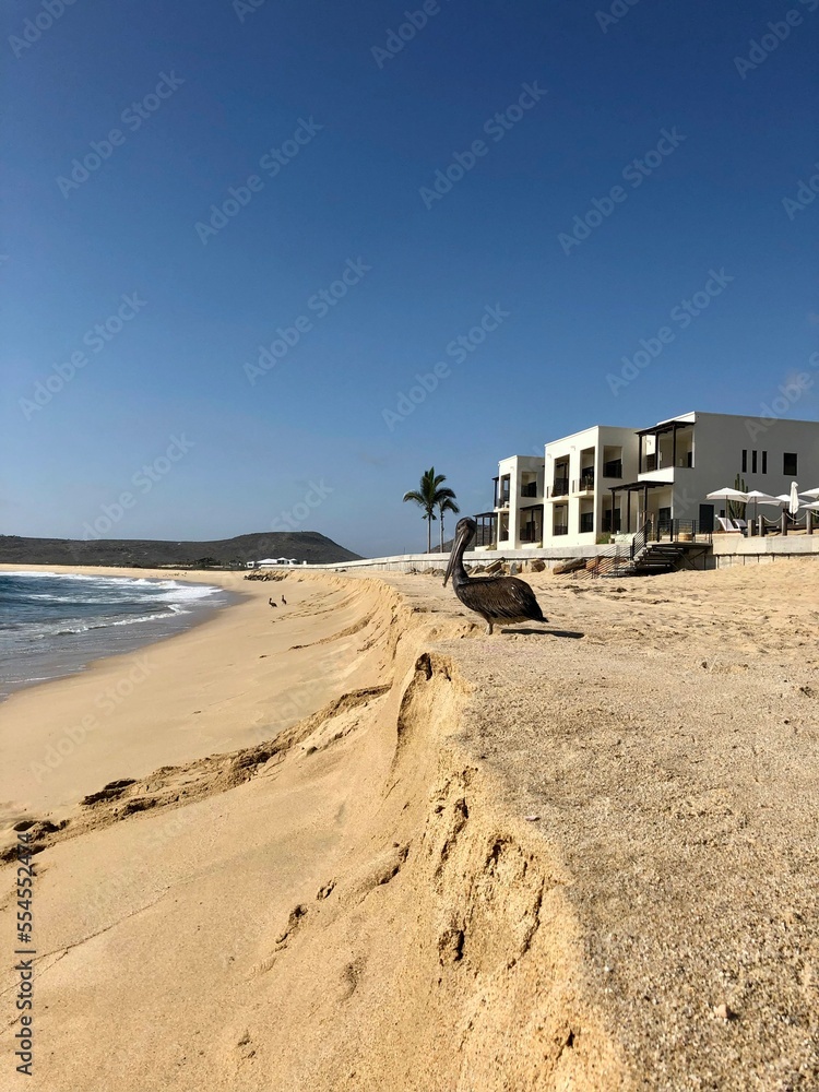 Pelican under the summer sun on a white beach in Mexico Pelican under the summer sun on a white beach in Mexico