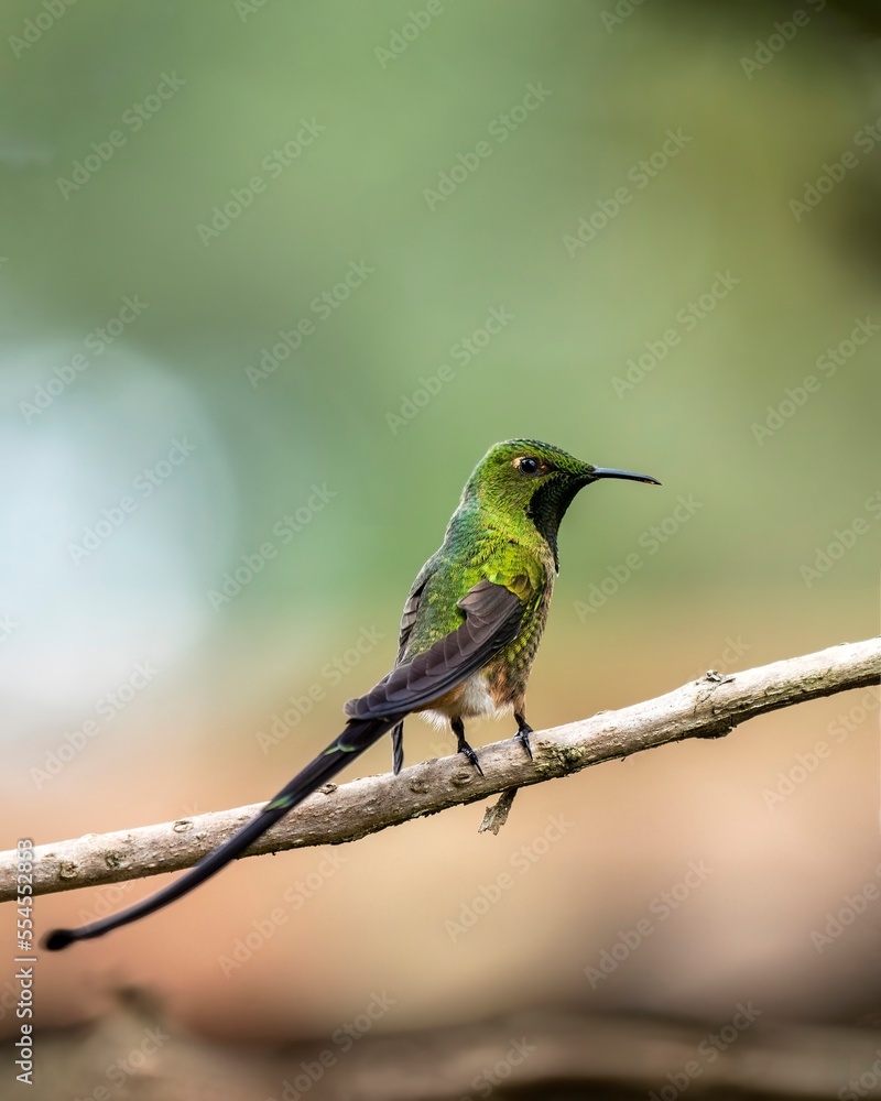 Black-tailed trainbearer (Lesbia victoriae) in Colombia Black-tailed trainbearer (Lesbia victoriae) in Colombia