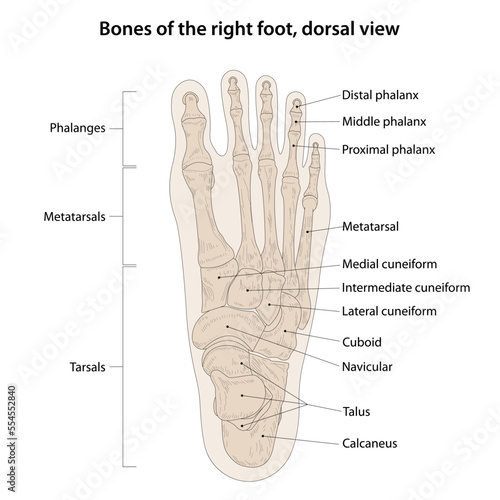 Bones of the right foot, dorsal view photo