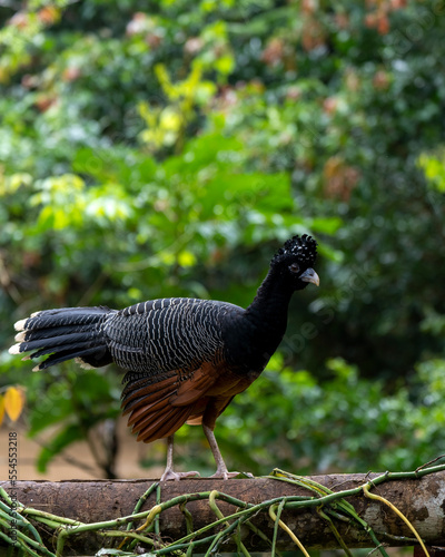 Blue-billed curassow (Crax alberti) in Colombia, rare and endemic bird. photo