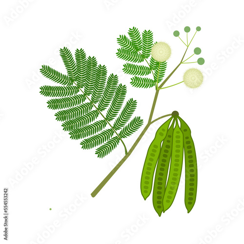 Lead tree or Leucaena leucocephala vector illustration, isolated on white background. photo