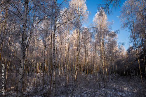 Forest of birch trees with hoar frost with blue sky.
