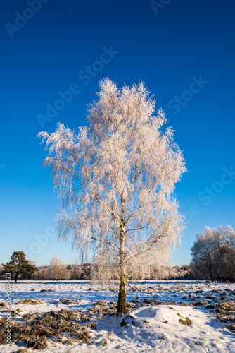 Lonely tree on a field covered in hoar frost against clear blue sky in the winter.