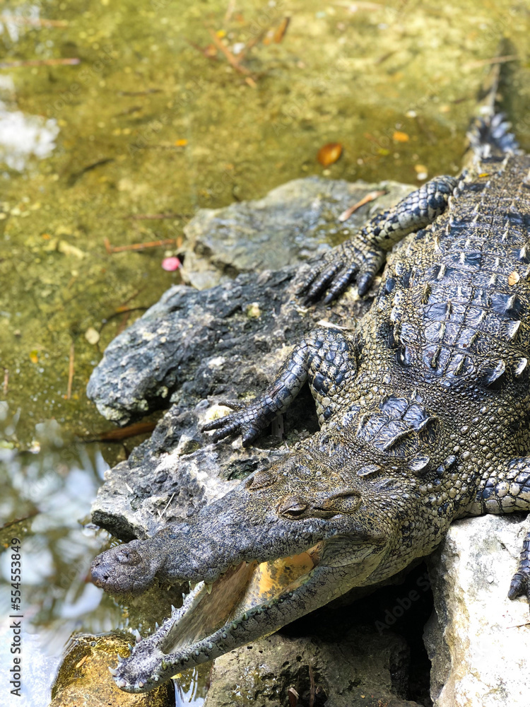 Fototapeta premium alligator in the water