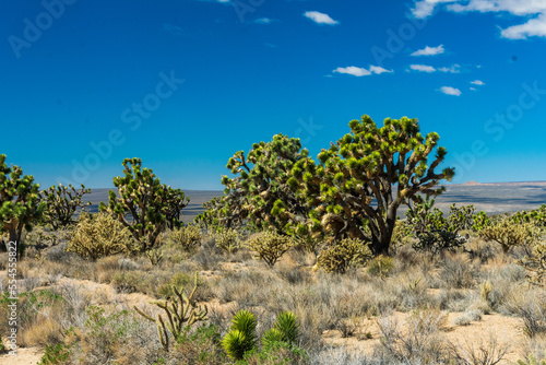Joshua Trees in Mojave National Preserve