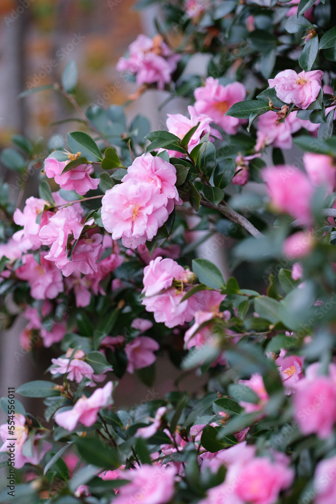 散歩道で見つけた寒椿の花。ピンクの優しい色合いが冬の寒さを和らげる。