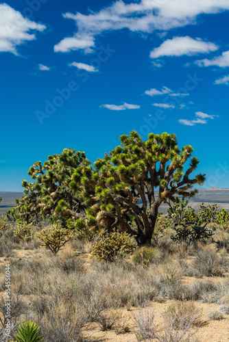 Joshua Trees in Mojave National Preserve