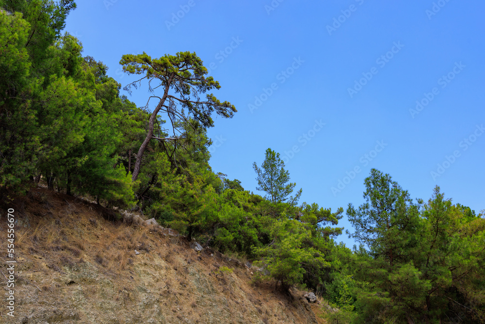 Green coniferous plants in the mountainous part of the Turkish Mediterranean coast. Atmospheric landscape