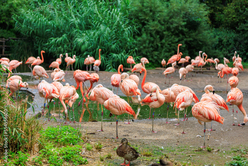 Pink flamingos. Background with selective focus and copy space