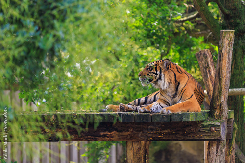The tiger is resting. Background with selective focus and copy space