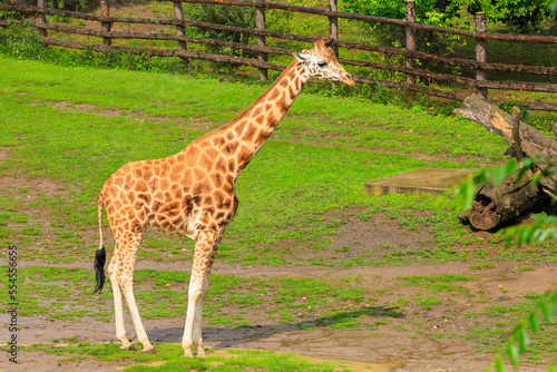 Very beautiful giraffe. Background with selective focus and copy space