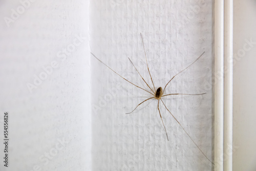 Stampa su tela Long legged spider on a white wall