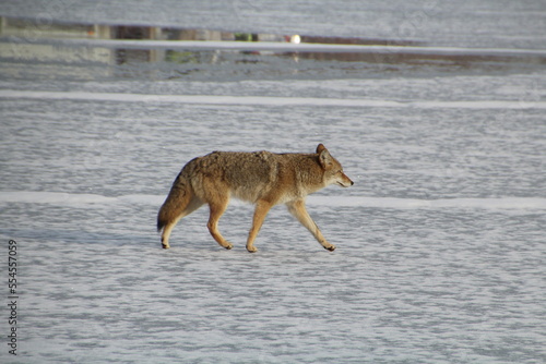 Coyote On The Winter Beach, William Hawrelak Park, Edmonton, Alberta © Michael Mamoon