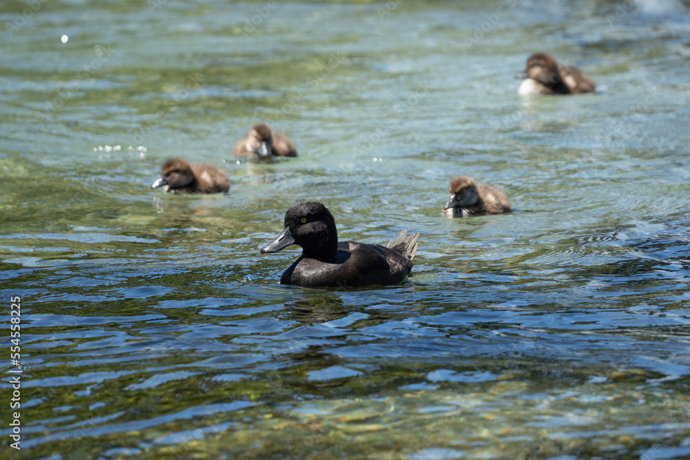 Papango ducklings also known as a New Zealand scaup or black teal bird swimming in a river Papango ducklings also known as a New Zealand scaup or black teal bird swimming in a river