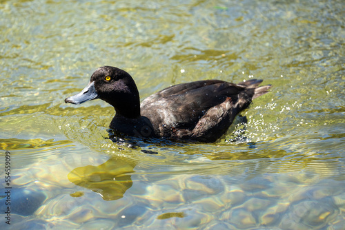 Papango duck also known as a New Zealand scaup or black teal bird photo