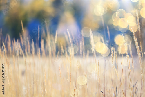 crisis harvesting grain spikelets sun sunset background