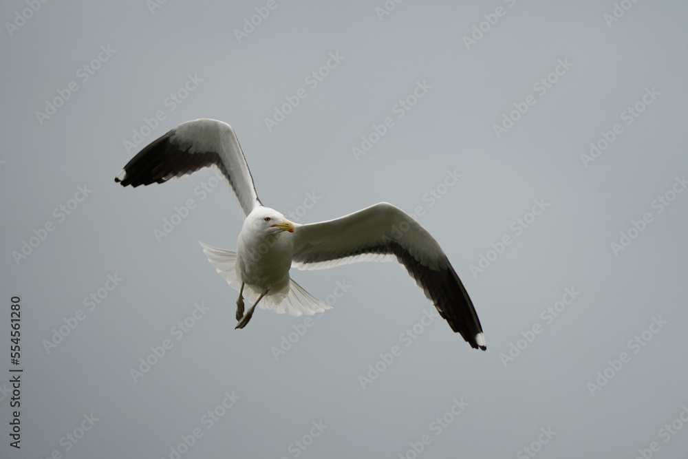A black backed gull bird in flight A black backed gull bird in flight