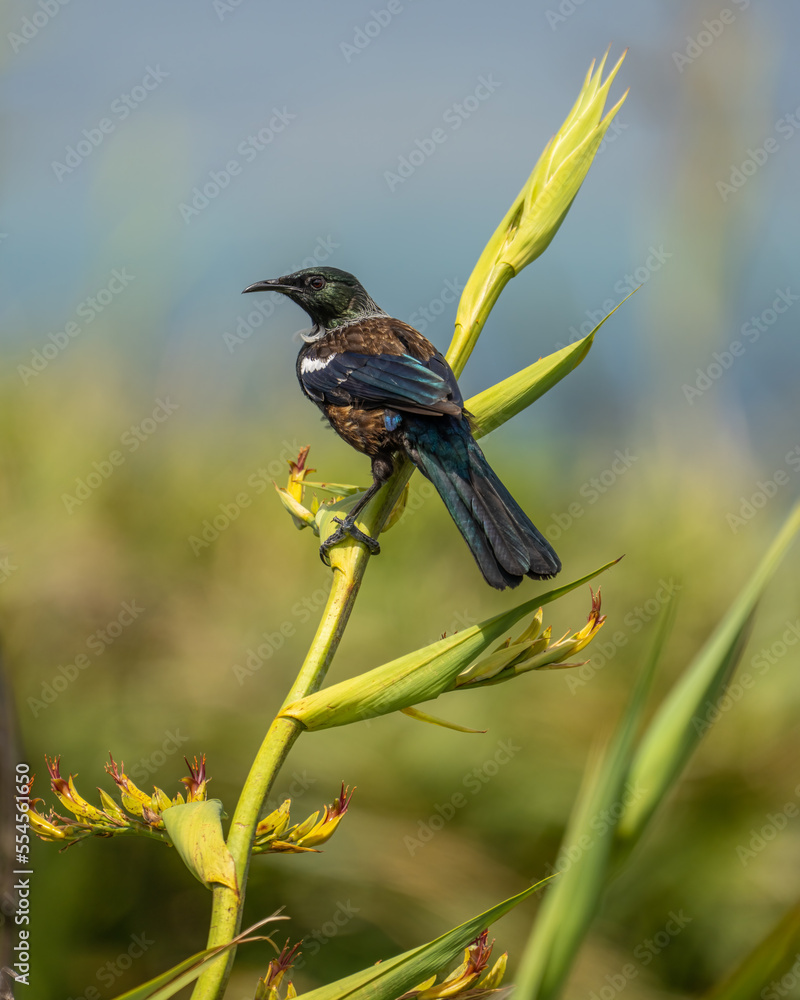 New Zealand tui bird on a flax branch