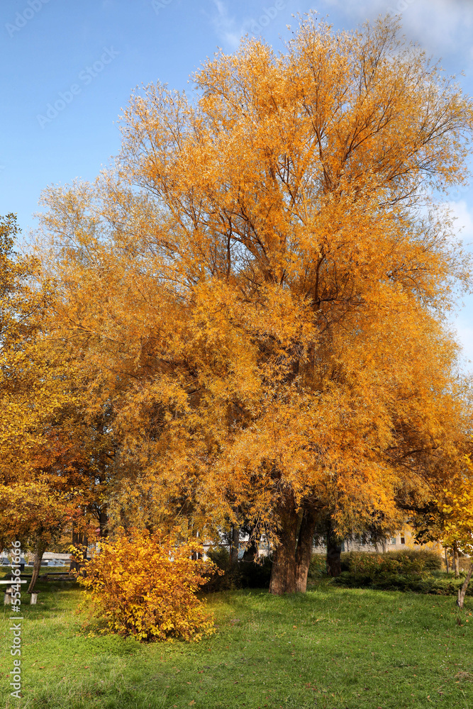 Picturesque view of trees in beautiful park. Autumn season