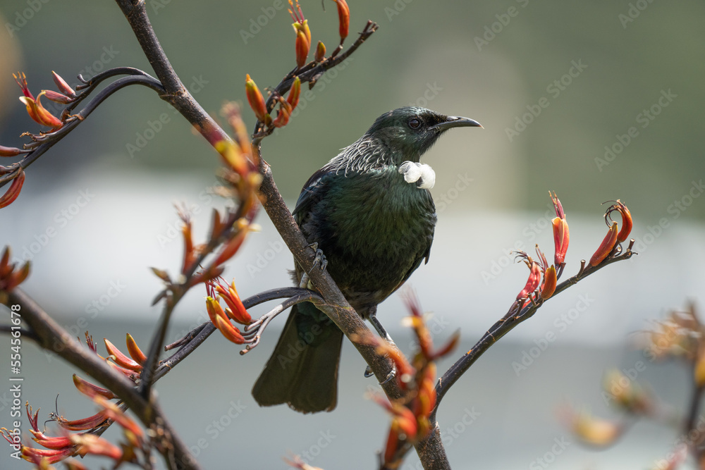 New Zealand tui bird on a flax branch