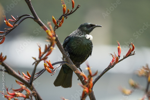 Obraz na płótnie New Zealand tui bird on a flax branch w salonie