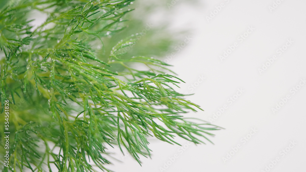 Fresh green dill on white background, space for text Fresh green dill on white background, space for text