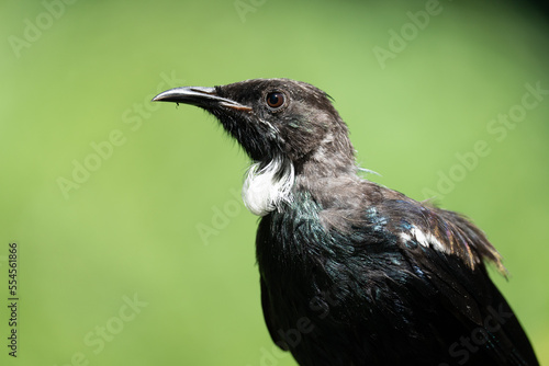 Close up of a juvenile Tui bird in New Zealand