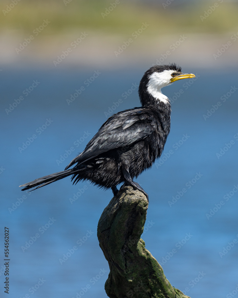 Close up of A Pied shag or cormorant bird on a tree stump on a beach in New Zealand Close up of A Pied shag or cormorant bird on a tree stump on a beach in New Zealand