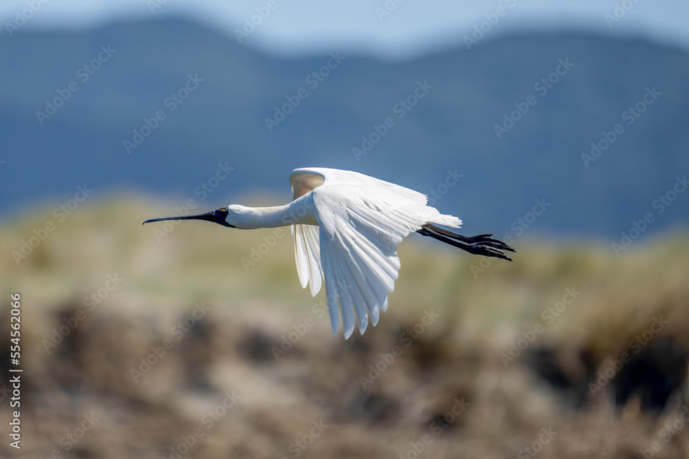 Royal Spoonbill also known as a Kōtuku in-flight New Zealand