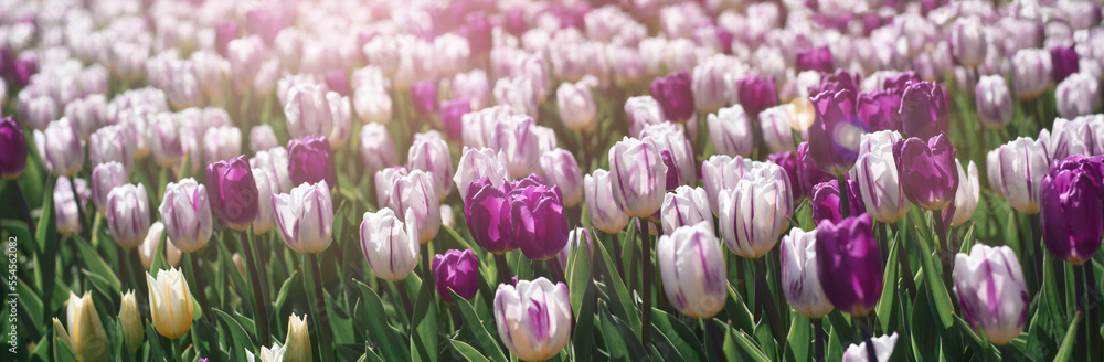 Fototapeta premium Spring tulips flower bed web banner
