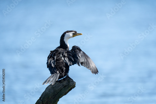 Fotografi A Pied shag or cormorant bird on a tree stump on a beach in New Zealand drying i