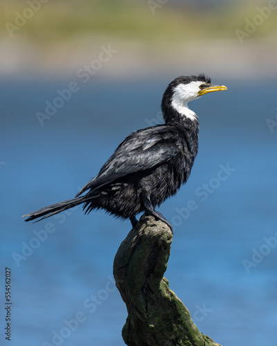 Close up of A Pied shag or cormorant bird on a tree stump on a beach in New Zealand