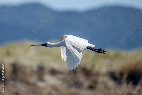 Royal Spoonbill also known as a Kōtuku in-flight New Zealand