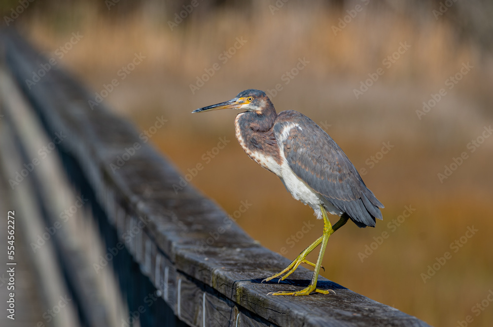 Fototapeta premium Tricolored Heron on Boardwalk looking Left