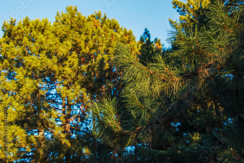 Pinus strobus, commonly denominated the eastern, northern white pine or Weymouth pine, and soft pine is a large pine native to eastern North America photo