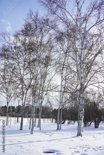 快晴の公園の冬景色