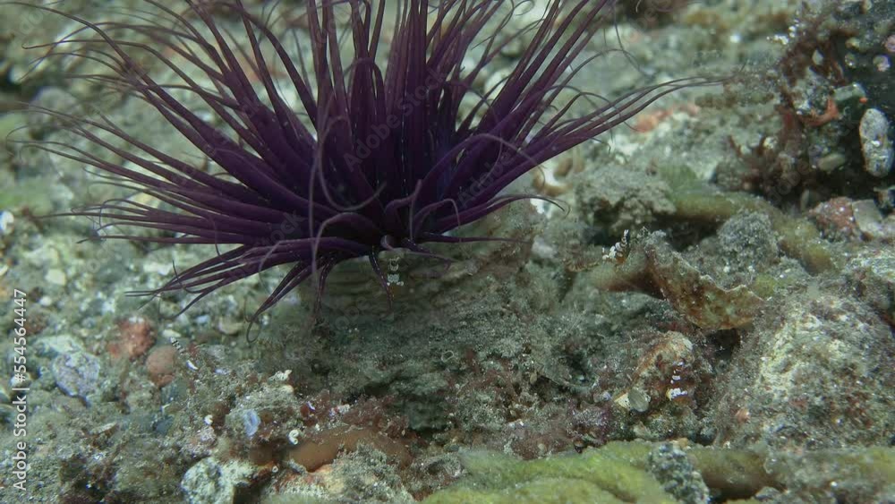 Tube Anemone grows on a rocky seabed and is home to Squat shrimp. Tube Anemone grows on a rocky seabed and is home to Squat shrimp.