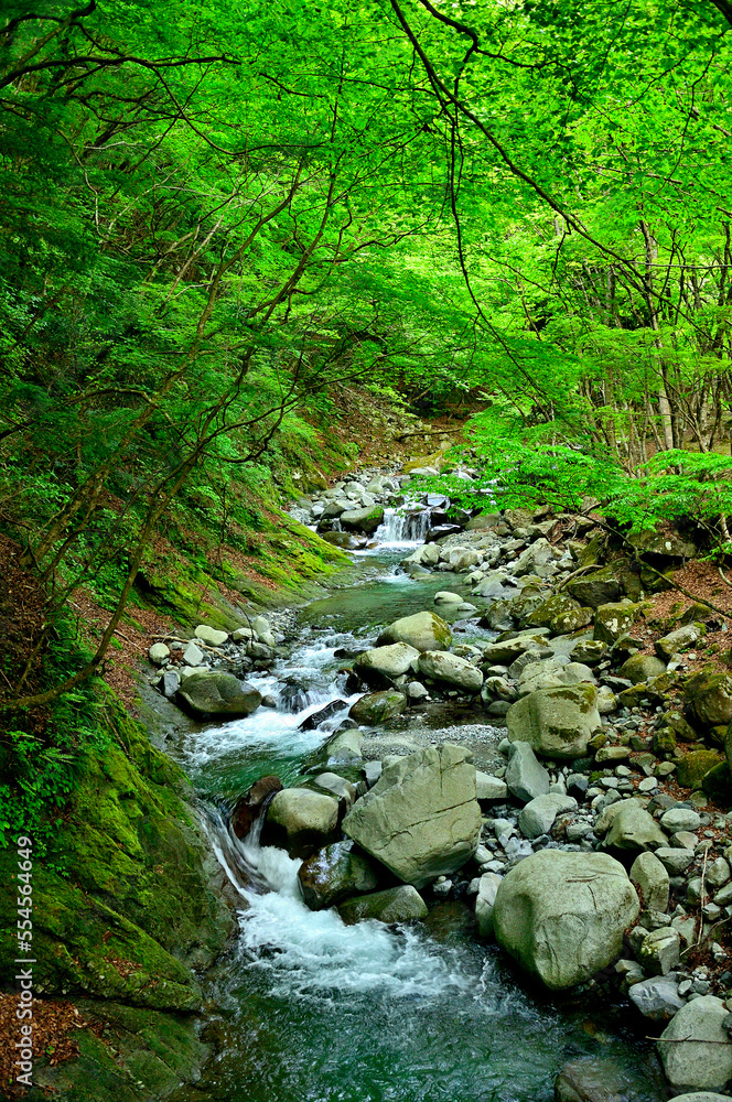 Obraz premium 西丹沢の白石沢 新緑の渓流 
