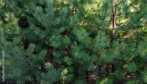 Botanical background. View of Pinus ponderosa pine tree green foliage.  photo