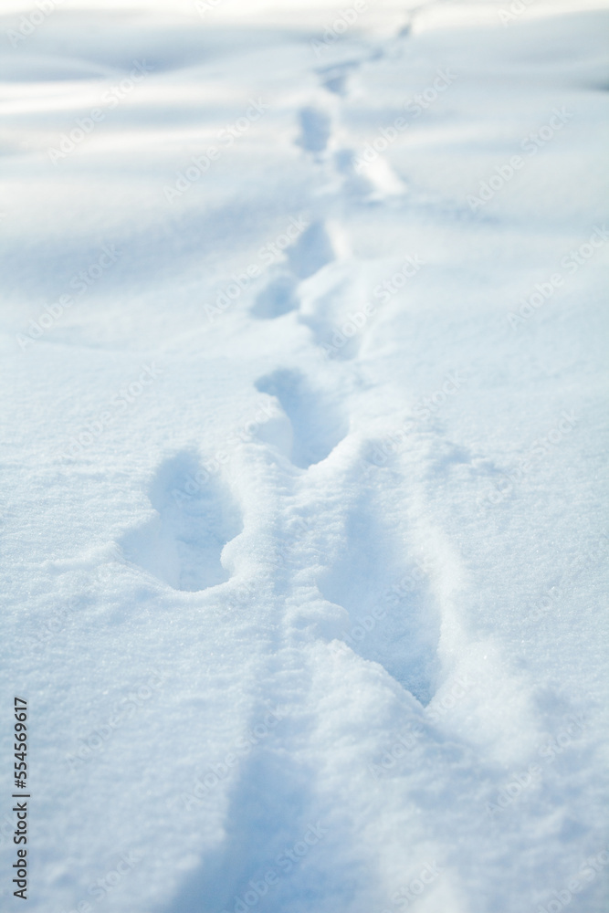 Animal paw prints on the snow