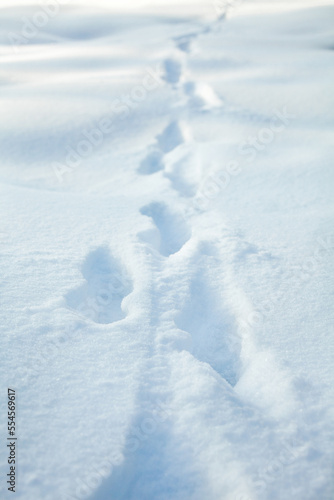 Animal paw prints on the snow