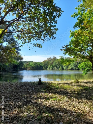 lake in the forest